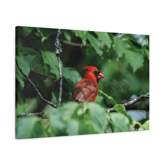 Northern Cardinal in the Natural State Canvas Wall Art