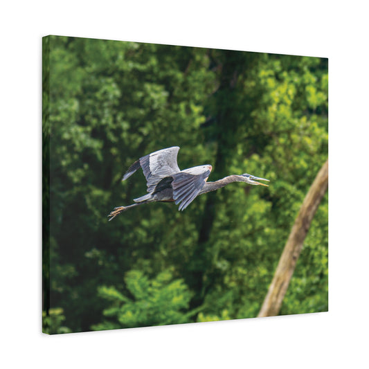 Great Blue Heron Canvas Wall Art