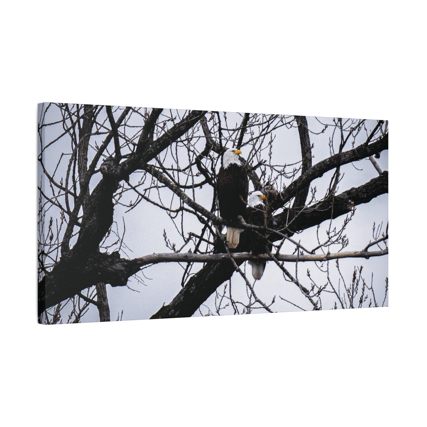 Winter Watch on the White River (Bald Eagles) Canvas Wall Art