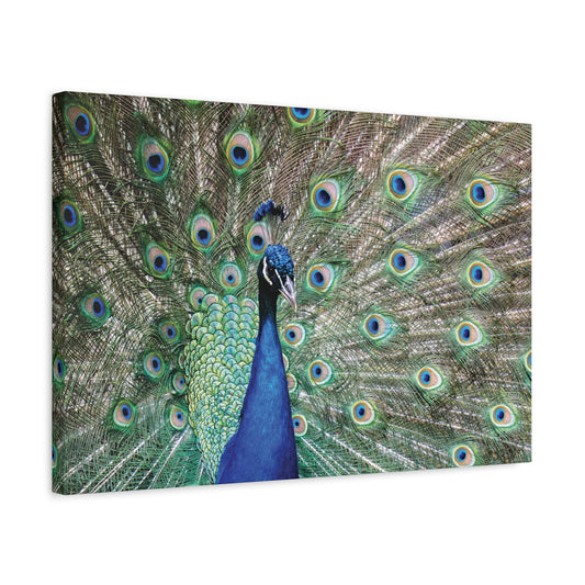 Fanned Peacock Canvas Wall Art