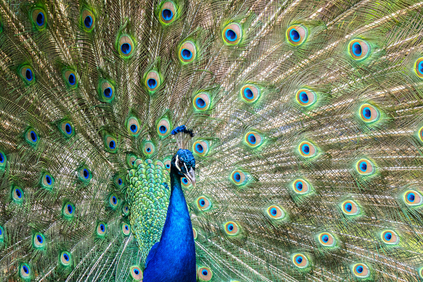 Fanned Peacock (digital download)