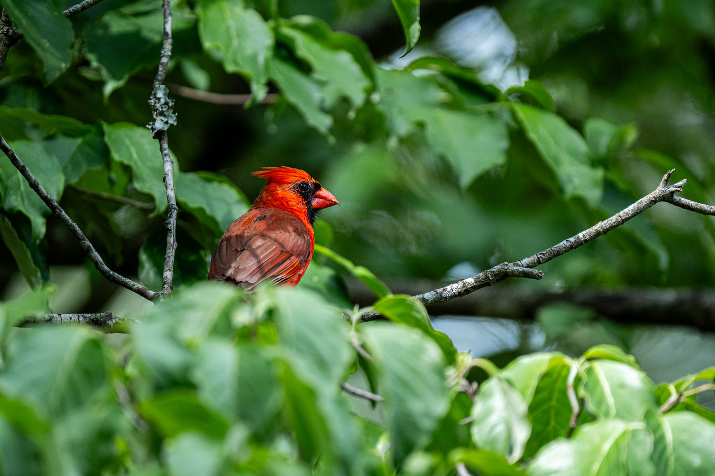 Northern Cardinal in the Natural State (digital download)