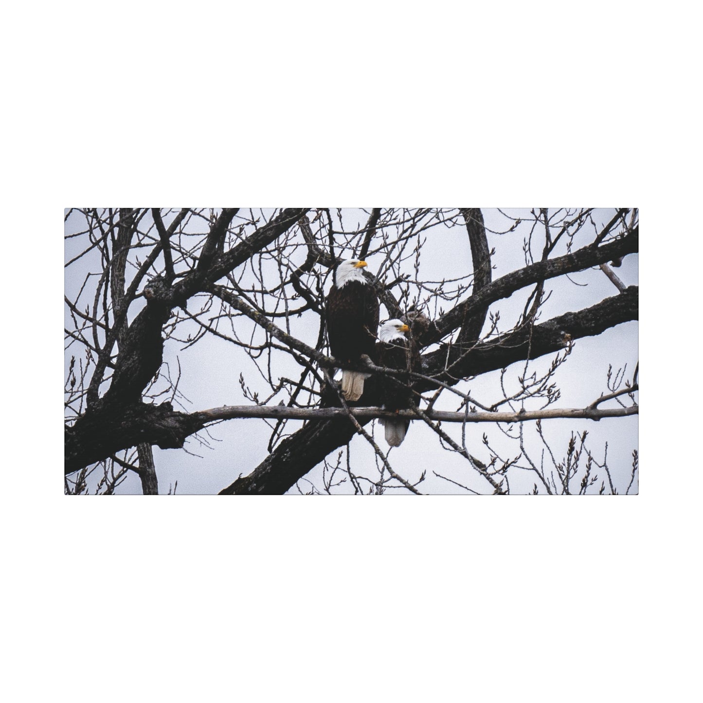 Winter Watch on the White River (Bald Eagles) Canvas Wall Art