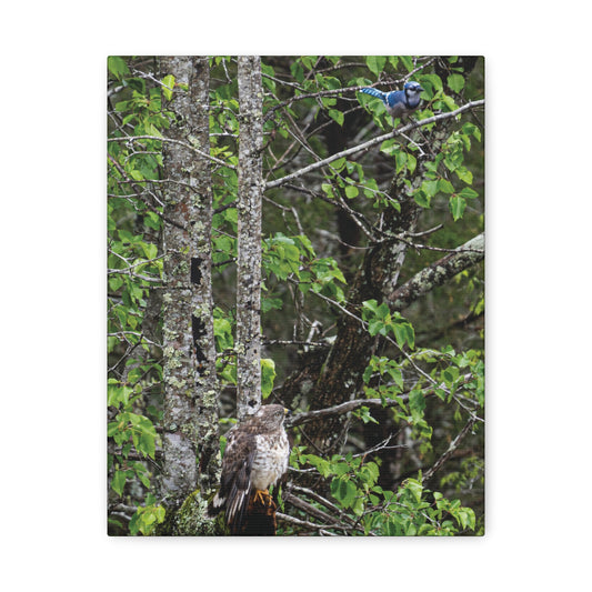 Hawk & Blue Jay Canvas Wall Art
