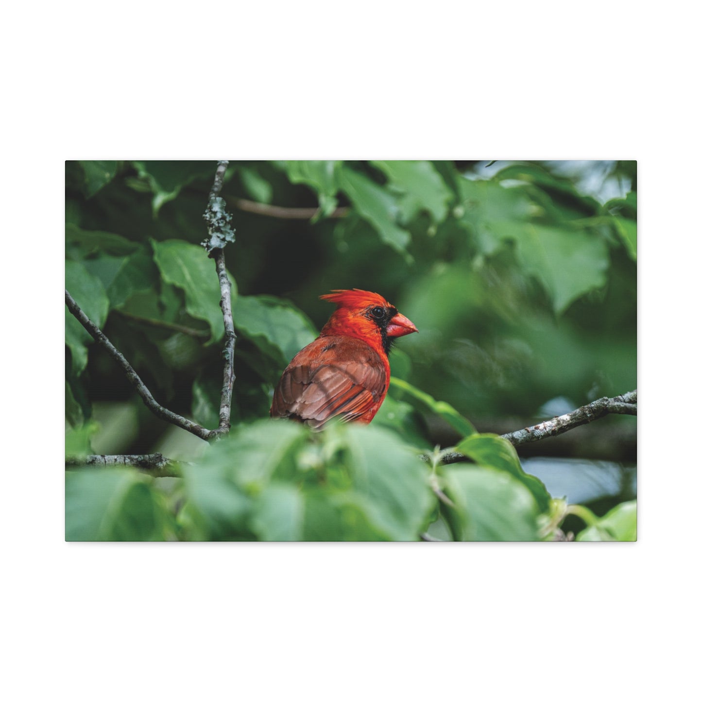 Northern Cardinal in the Natural State Canvas Wall Art