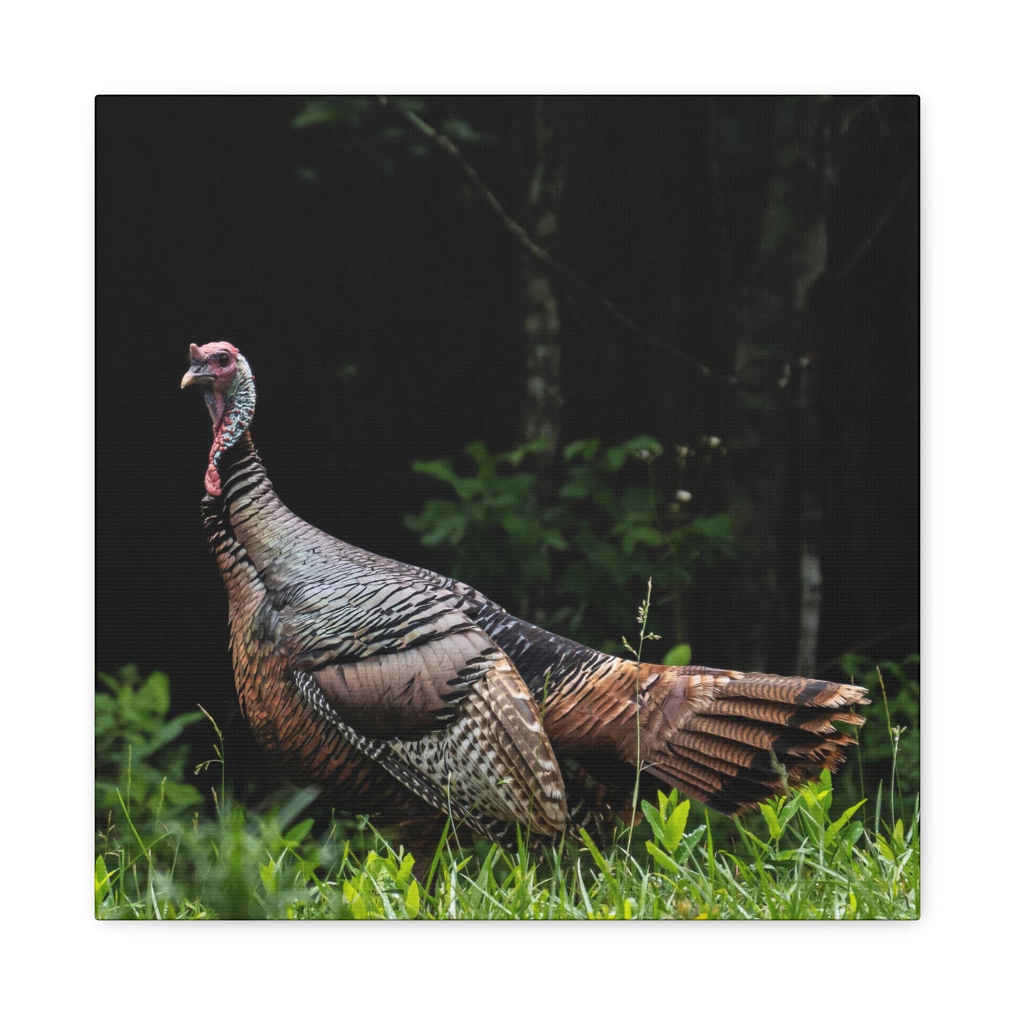 Wild Turkey in the Ozarks Canvas Wall Art