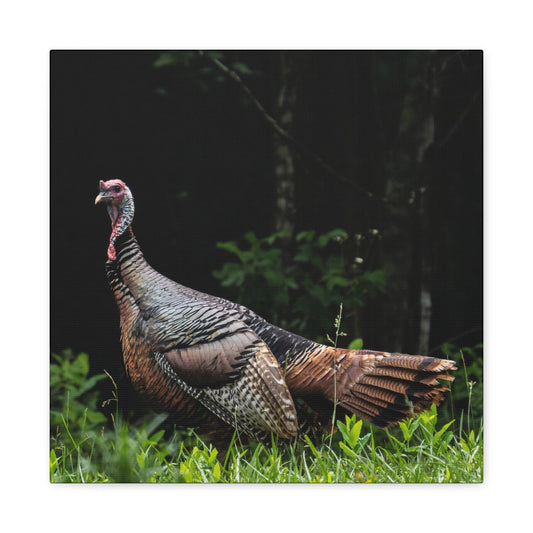 Wild Turkey in the Ozarks Canvas Wall Art