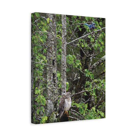 Hawk & Blue Jay Canvas Wall Art