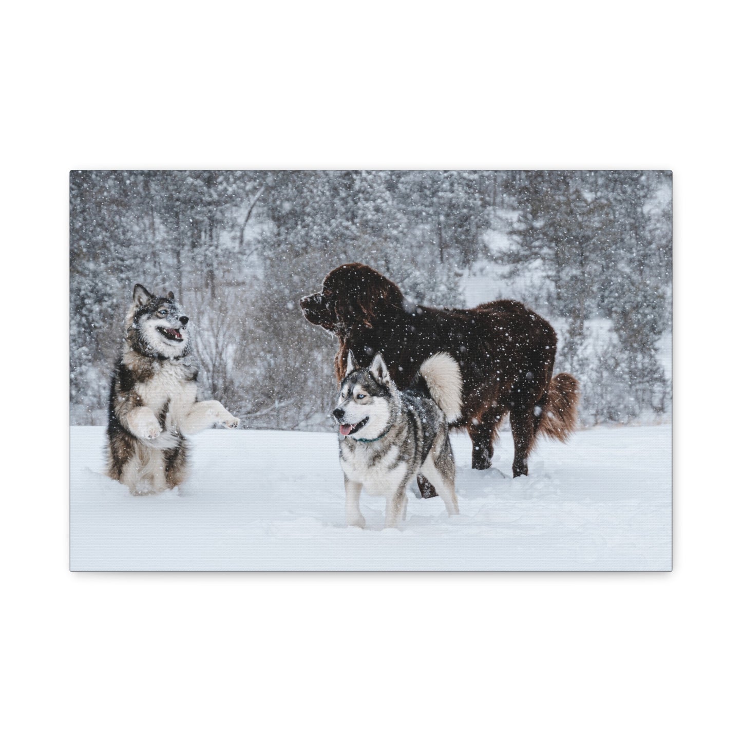 Northern Breeds Snow Day Canvas Wall Art