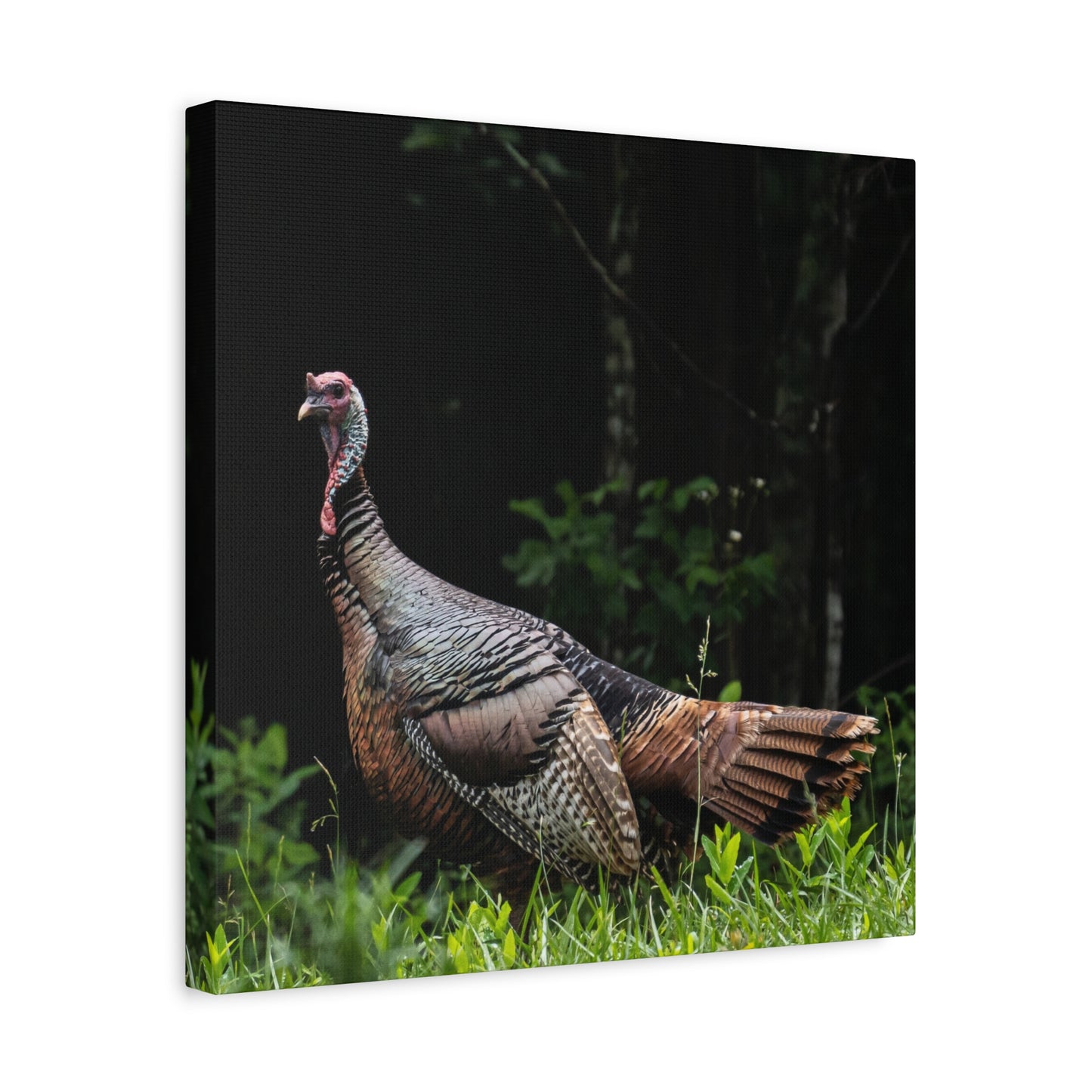 Wild Turkey in the Ozarks Canvas Wall Art