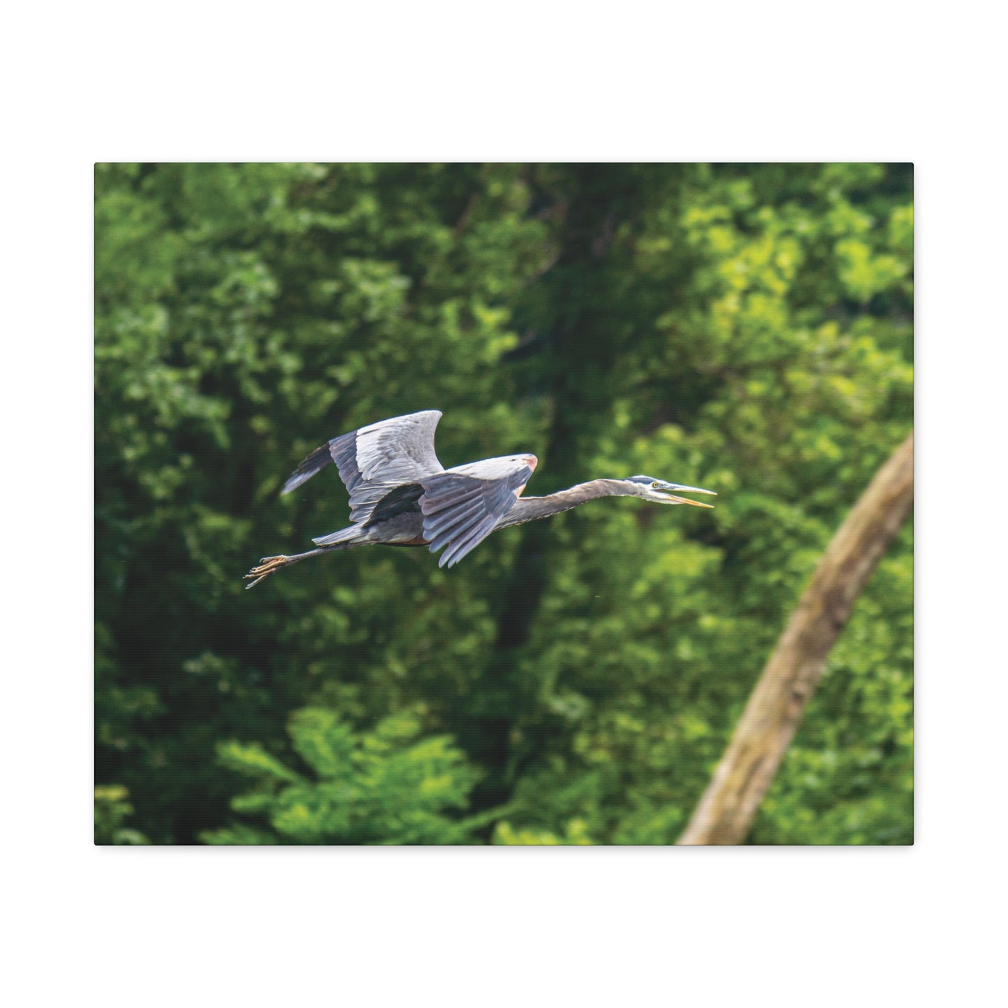 Great Blue Heron Canvas Wall Art