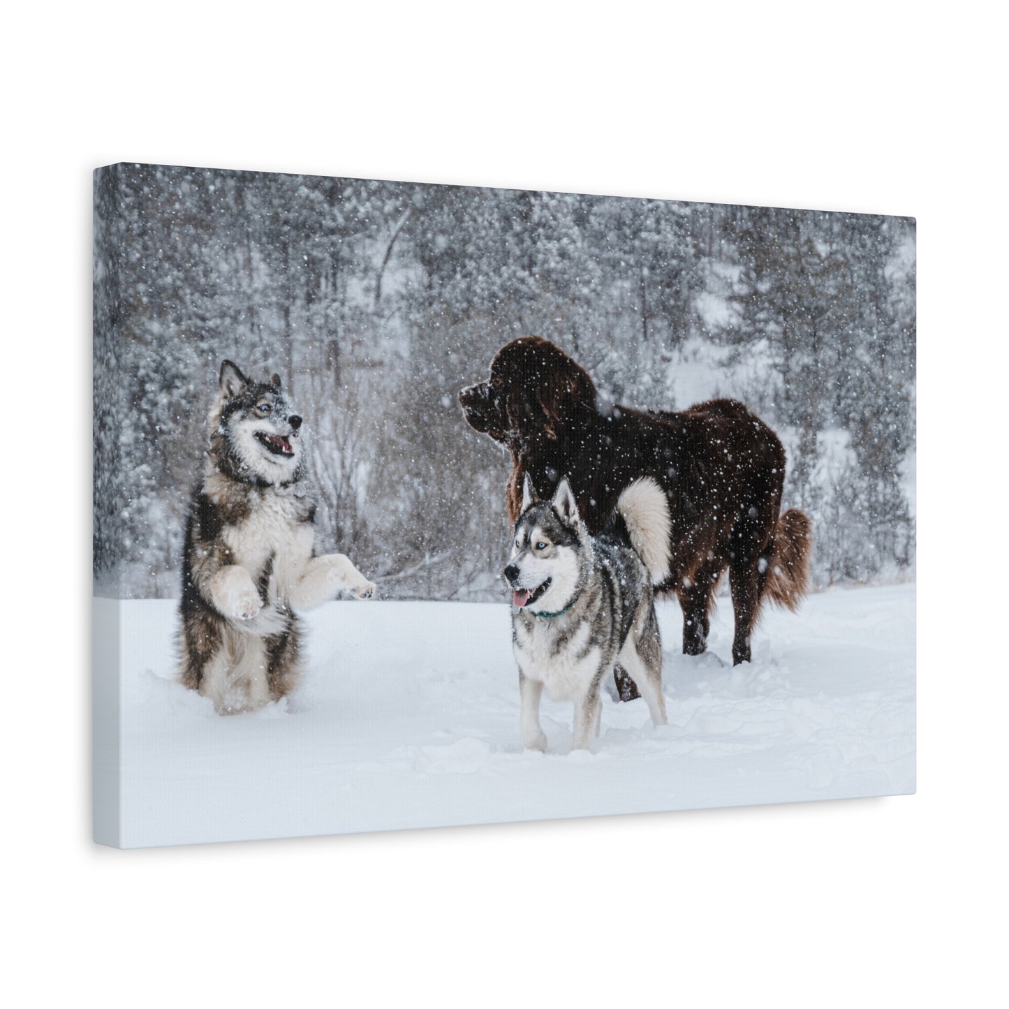 Northern Breeds Snow Day Canvas Wall Art
