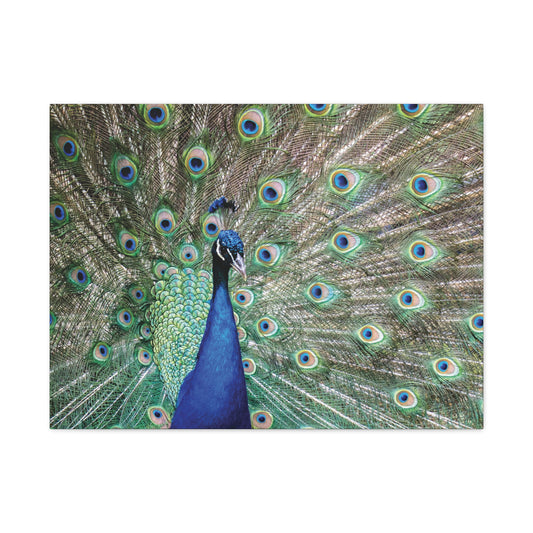 Fanned Peacock Canvas Wall Art
