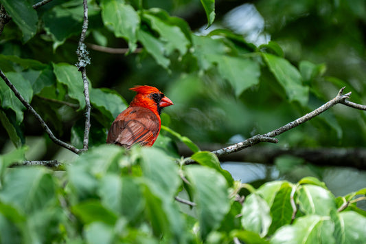 Northern Cardinal in the Natural State (digital download)